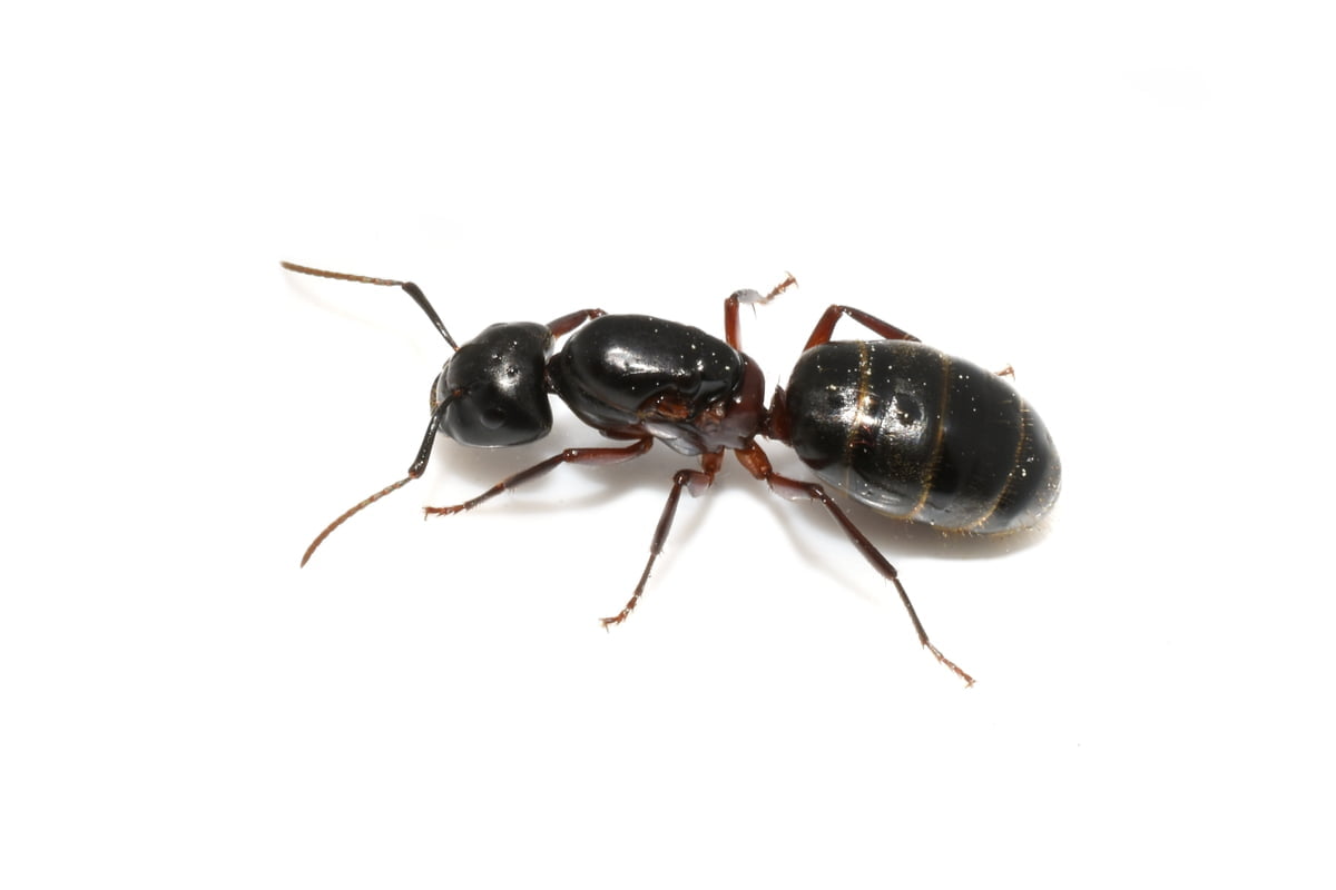 Tout savoir sur les fourmis charpentières