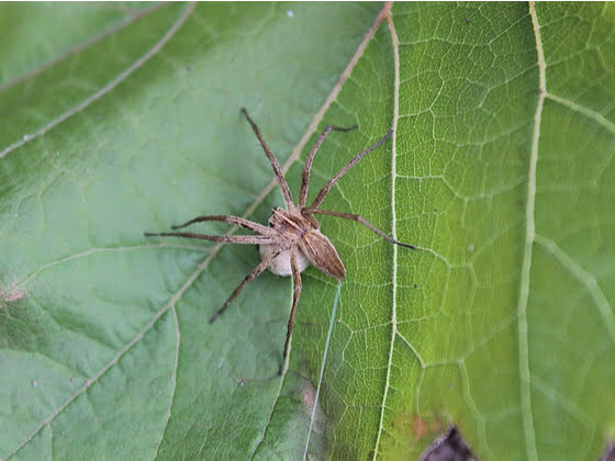 Araignée transportant sa poche d’œufs.